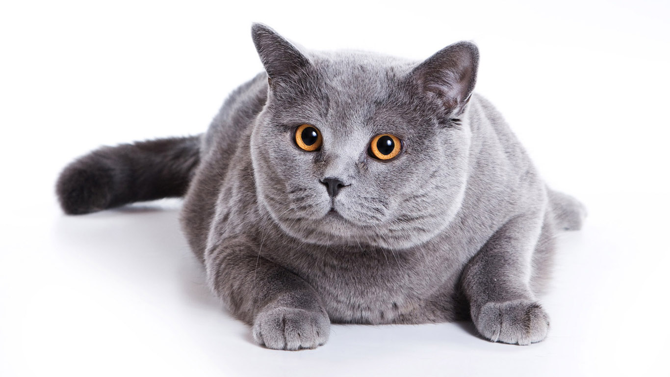 british-cat-wallpaper-1366x768.jpg