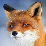 Аватара пользователя